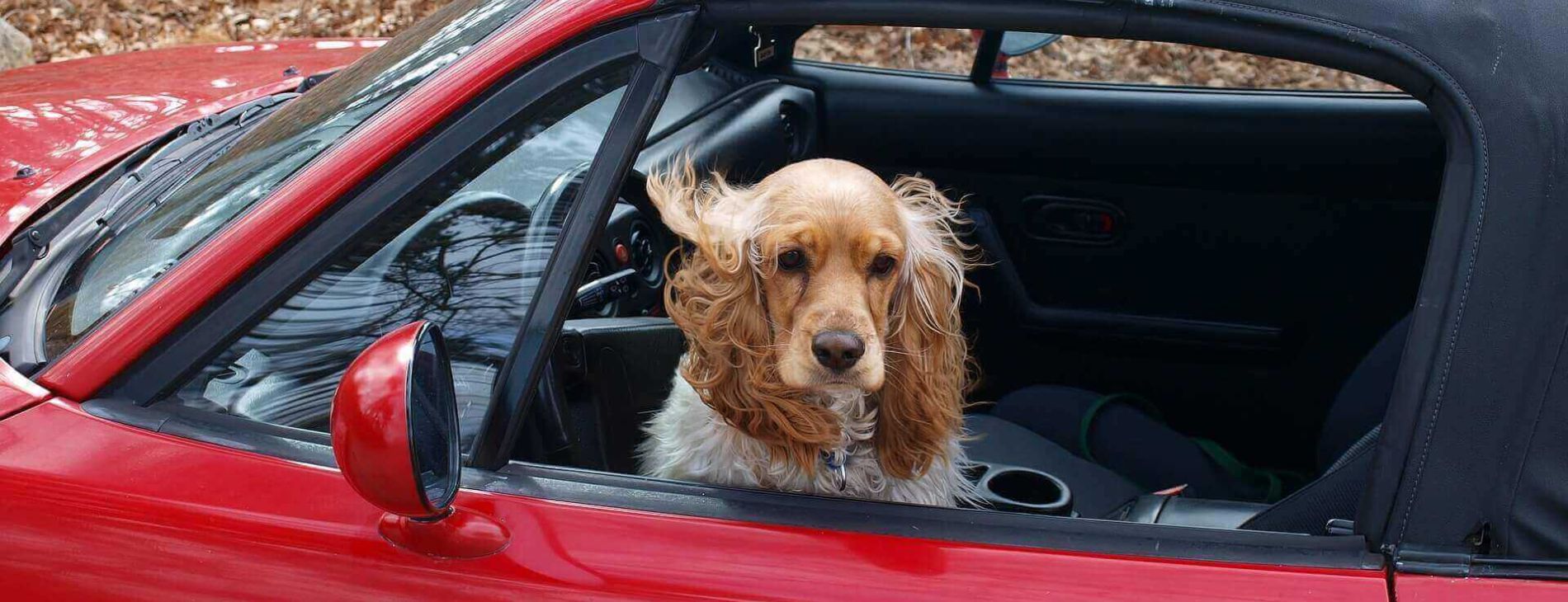 cocker spaniel 89247 19201 4 1e2a4fcb