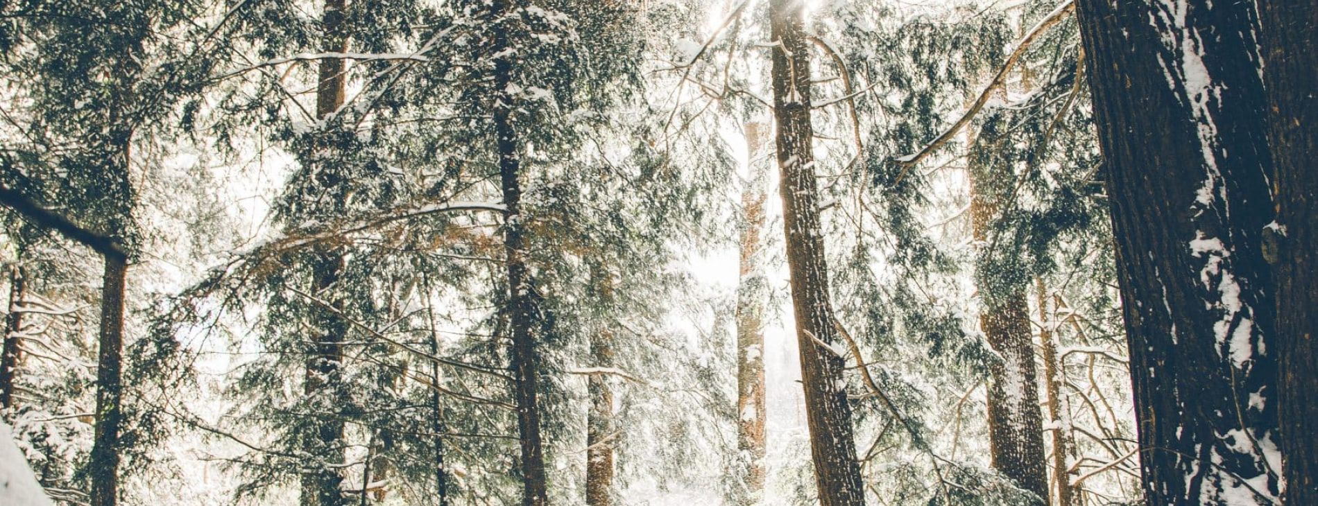 donnie rosie O7L3MrlSAHA unsplash scaled 1 79859e04