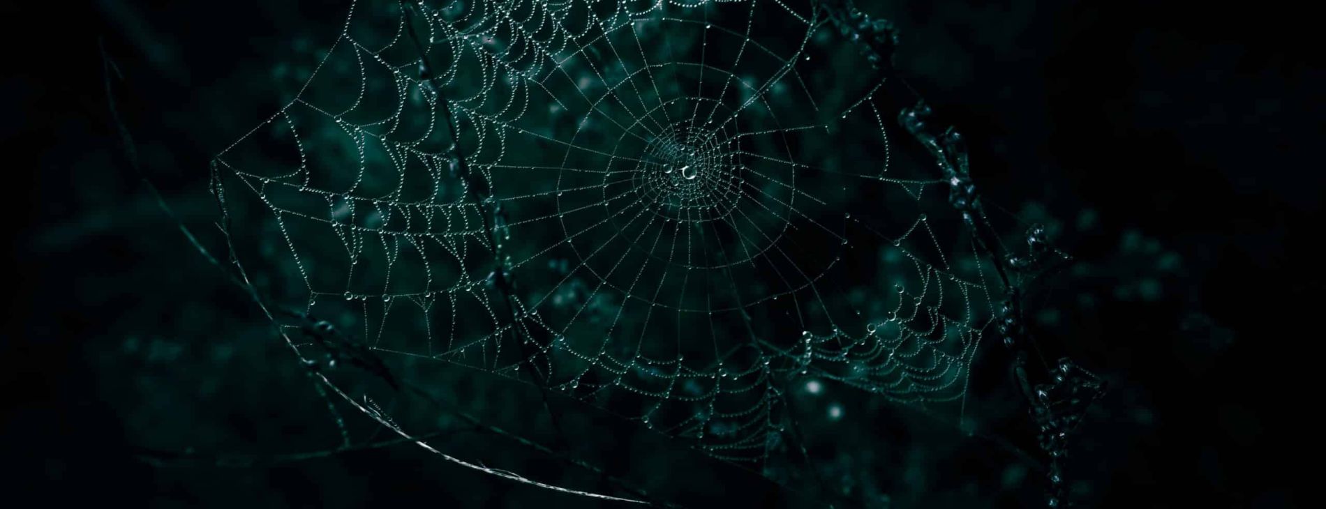 wyxina tresse psEIBanBUsA unsplash scaled bbe4bc49