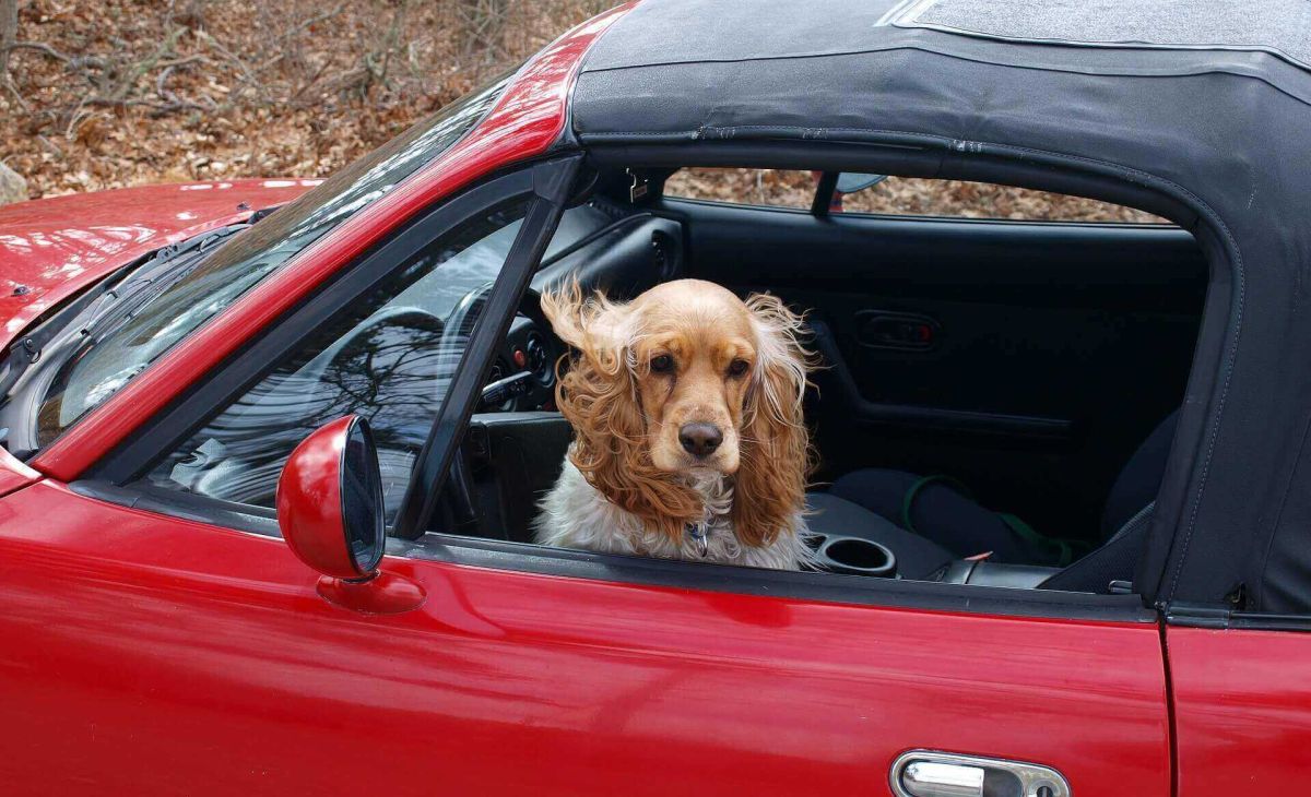 cocker spaniel 89247 19201 4 996f5ed3